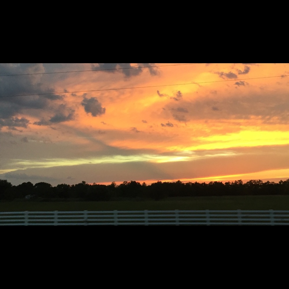 Meet your Posher Butterfly